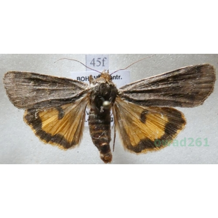 Noctua orbona (Hufnagel, 1766) Rolnica sierotka Czech45f